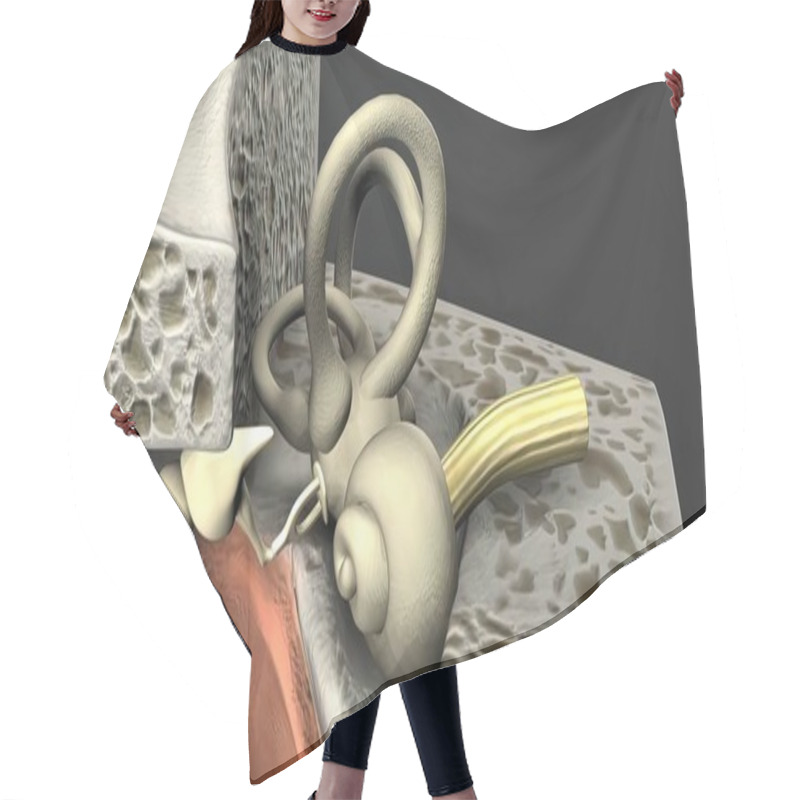 Personality  3d Medical Illustration Of The Human Ear Hair Cutting Cape