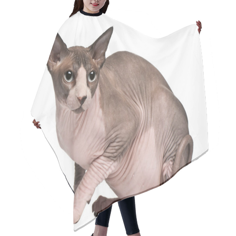 Personality  Sphynx Cat, 18 Months Old, Sitting In Front Of White Background Hair Cutting Cape