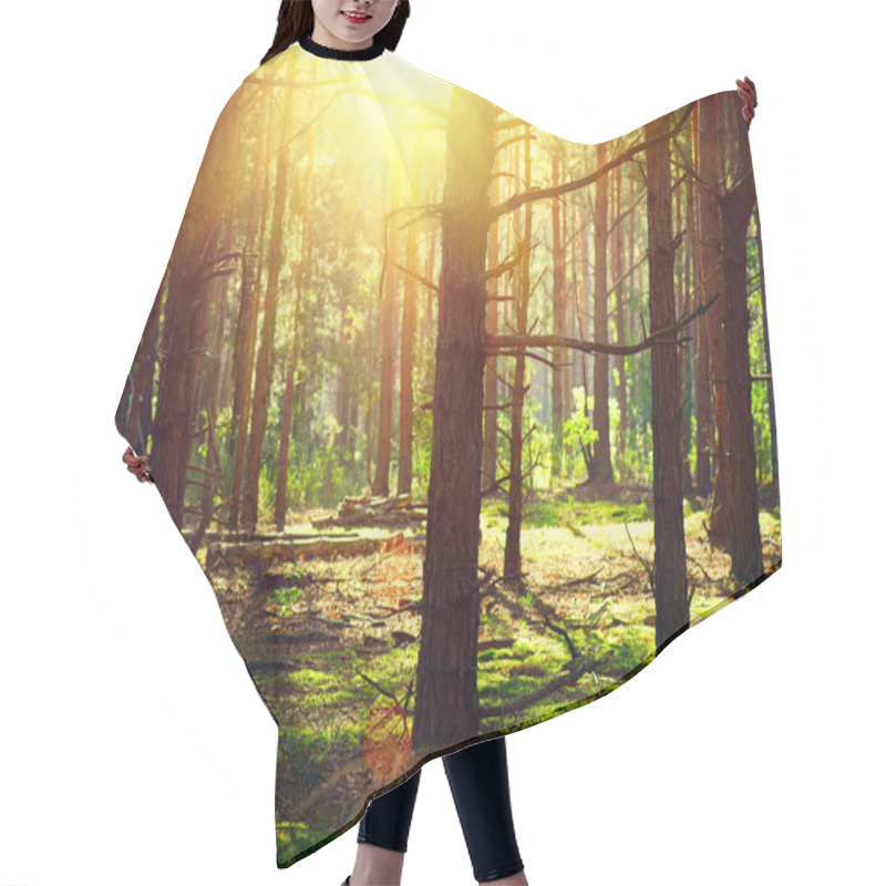 Personality  Autumn Woods With Sunlight Hair Cutting Cape