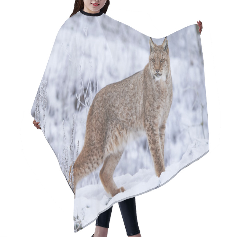 Personality  Eurasian Lynx In Snow Hair Cutting Cape