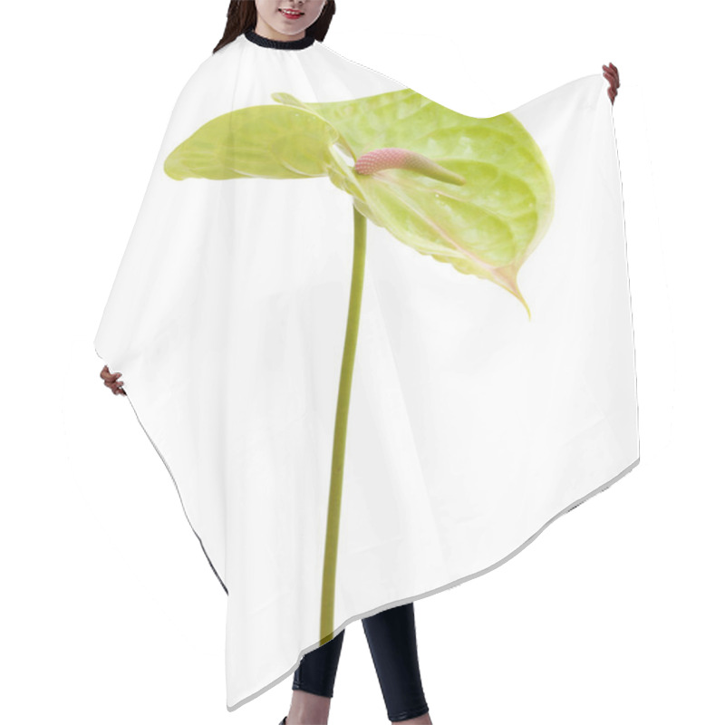 Personality  Green Anthurium Isolated Hair Cutting Cape