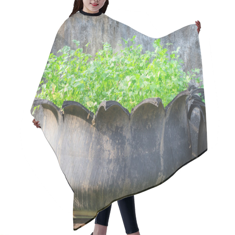 Personality  Vegetable Growing In Old Used Tire Pot Hair Cutting Cape