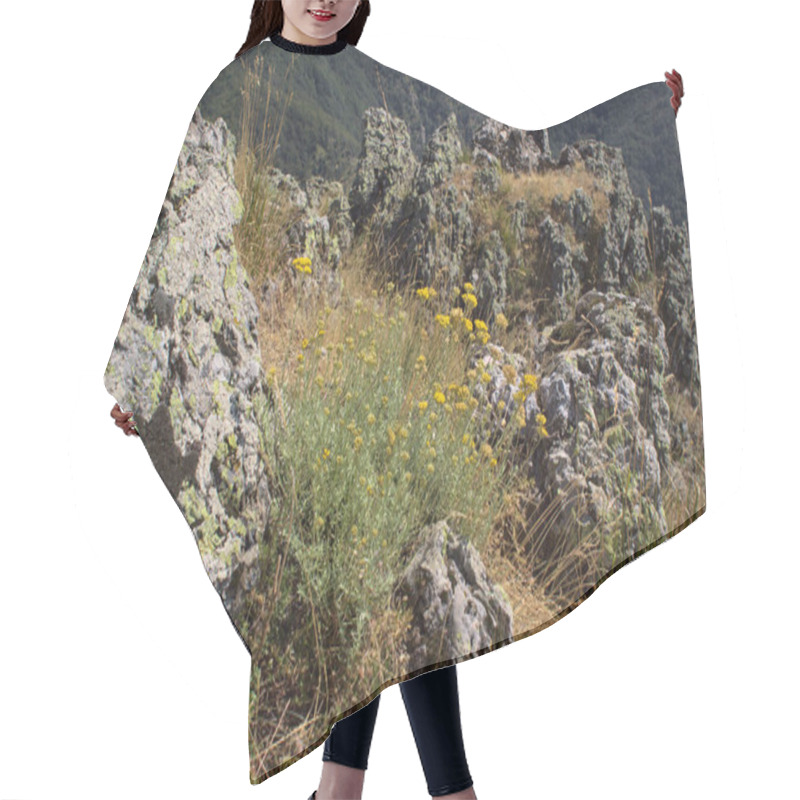 Personality  Helichrysum Italicum ( Curry Plant ) On Top Of A Rocky Mountain Hair Cutting Cape