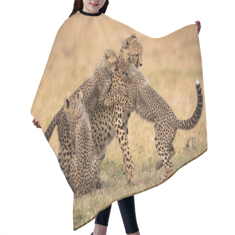 Personality  Three Cubs Play With Cheetah On Grass Hair Cutting Cape