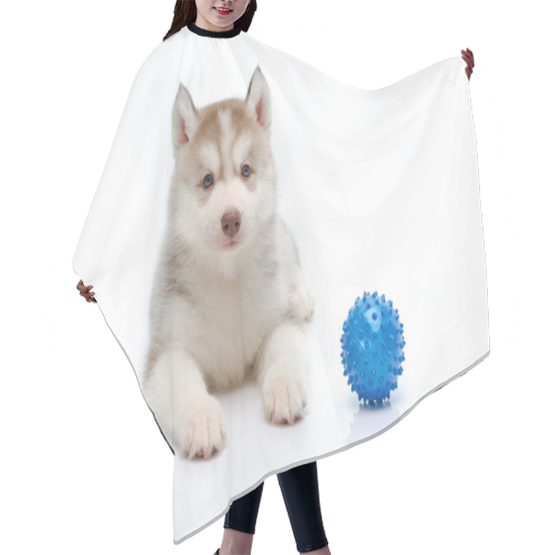 Personality  Siberian Husky Playing With A Ball Hair Cutting Cape