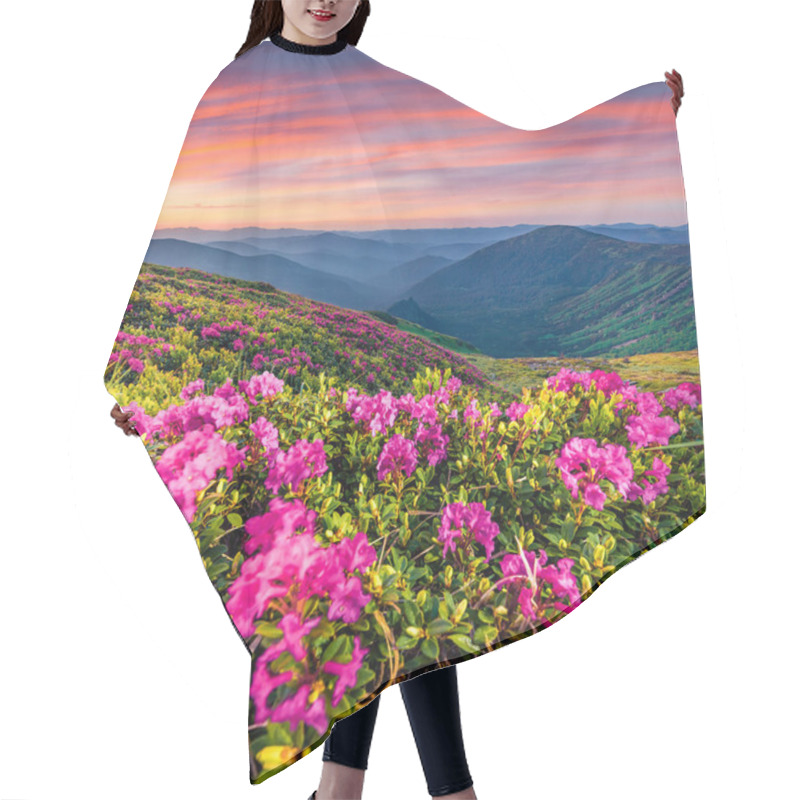 Personality  Blooming Pink Rhododendron Flowers On The Carpathians Hills. Splendid Summer Sunset On Carpathian Mountains With Homula Mount On Background, Ukraine, Europe. Beauty Of Nature Concept Background Hair Cutting Cape