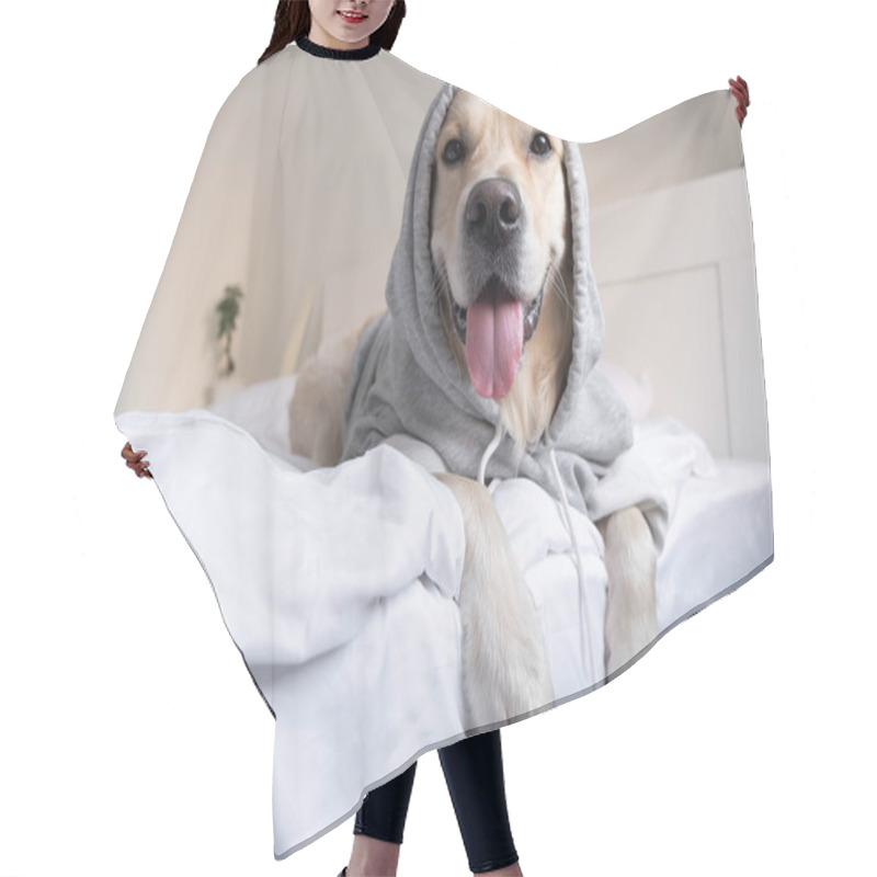 Personality  Dog In A Gray Sweatshirt With A Hood. Golden Retriever In Clothes Lying On The Bed. Hair Cutting Cape