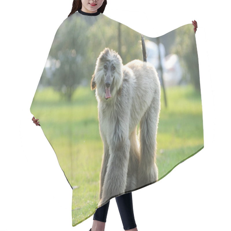 Personality  Afghan Hound Dog Walking Hair Cutting Cape