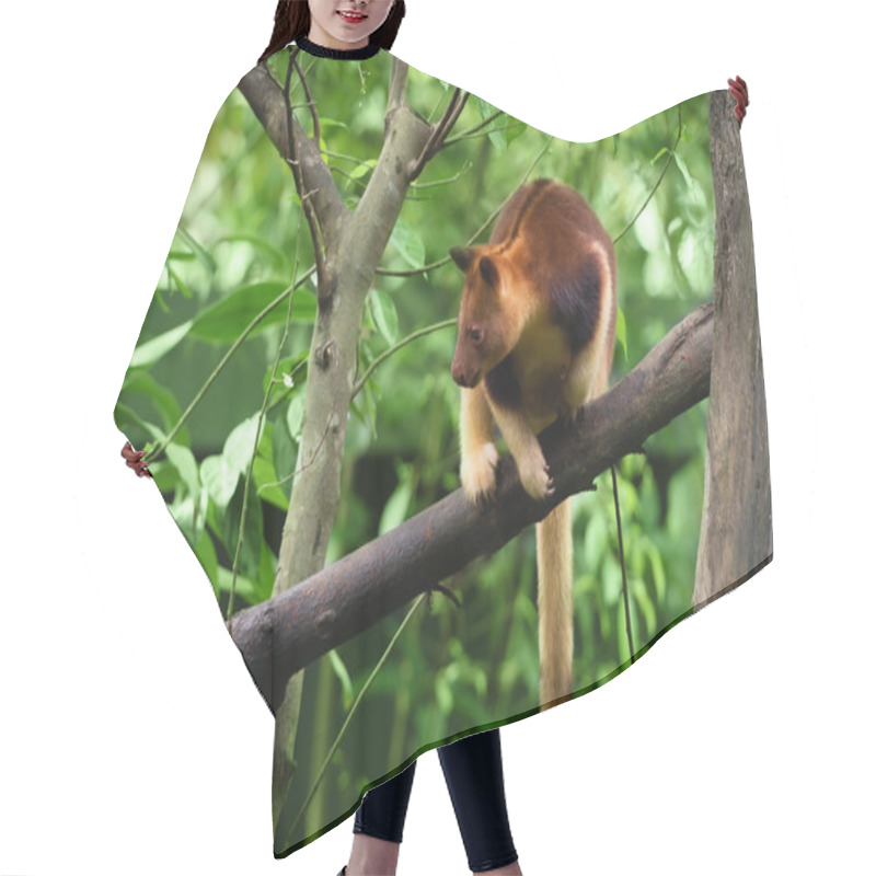 Personality  Goodfellow's Tree Kangaroo Hair Cutting Cape