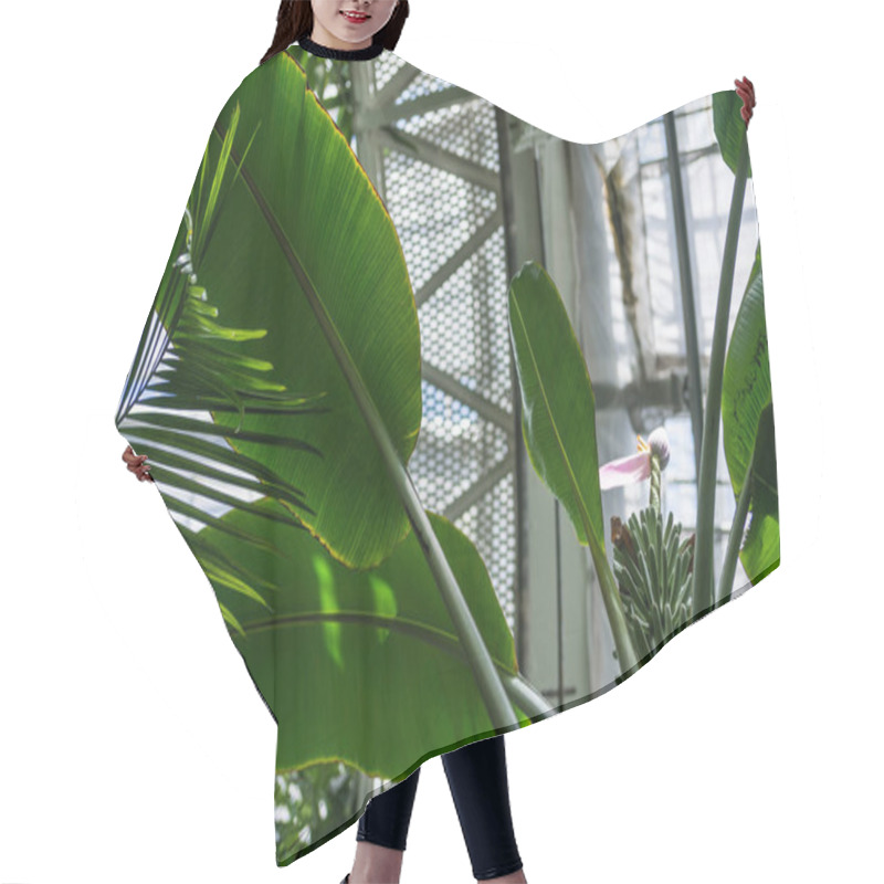 Personality  Low Angle View Of Palm Green Leaves Agianst Ceiling In Botanical Garden  Hair Cutting Cape