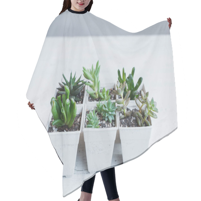 Personality  Succulent Hand Planting In White Pots White Background In The Room Hair Cutting Cape