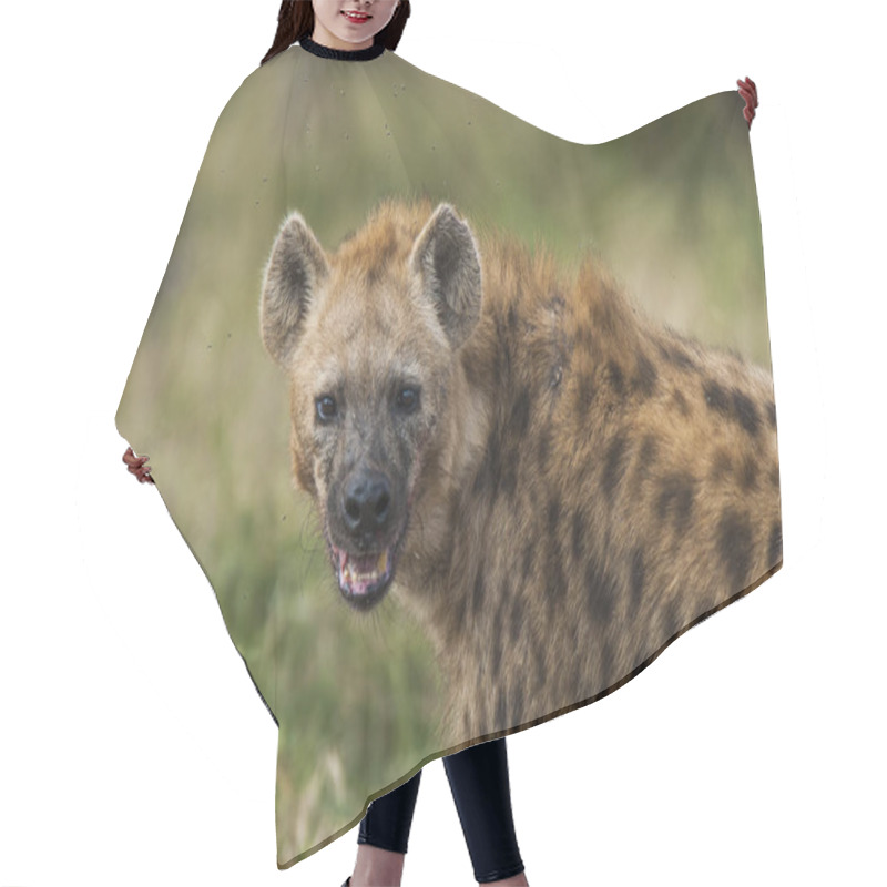 Personality  Hyena In Wild Nature Of South Africa Hair Cutting Cape