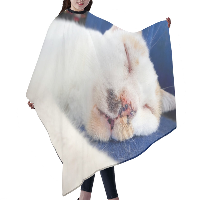 Personality  Close Up Cat Runny Nose Sleeping Background. Hair Cutting Cape