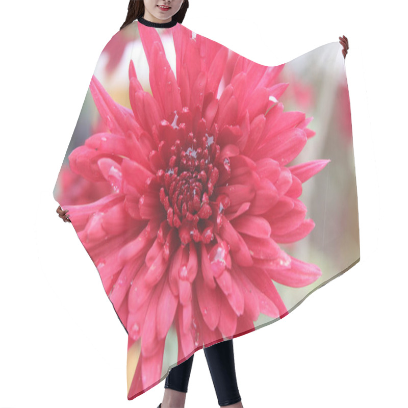 Personality  Dahlia A Genus Of Bushy, Tuberous Perennials Native To Mexico Hair Cutting Cape