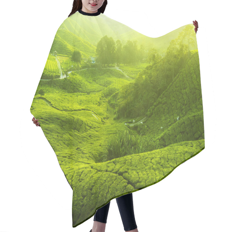 Personality  Tea Plantations Hair Cutting Cape