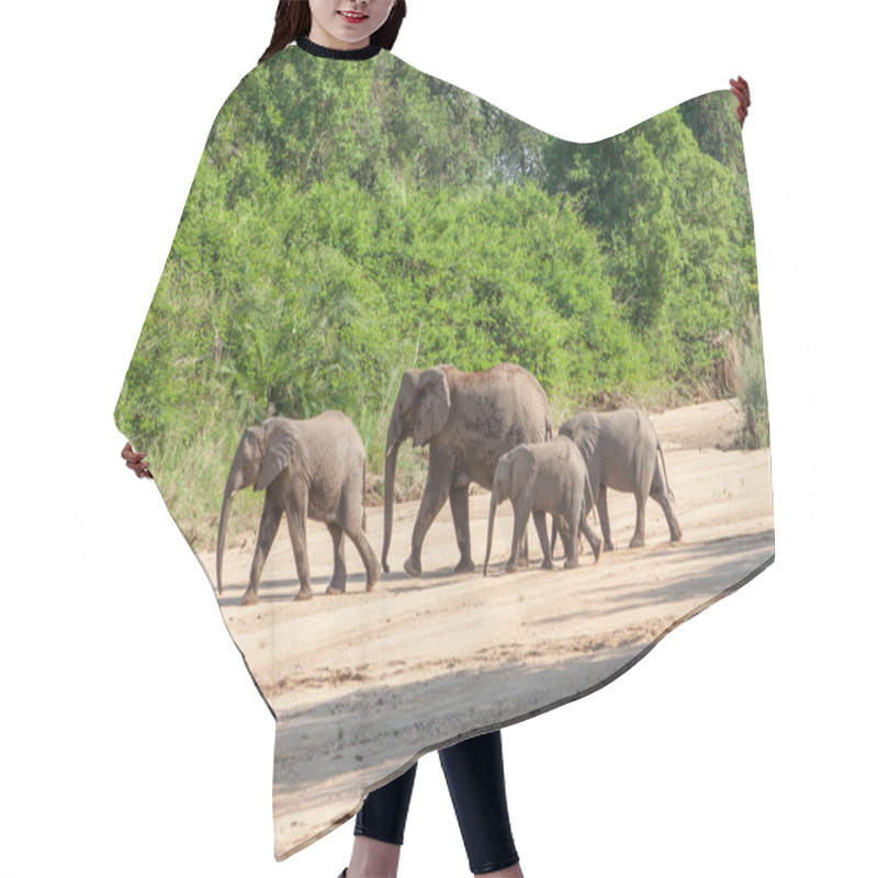 Personality  Wild Herd Of Elephants Come To Drink In Africa In National Kruger Park In UAR,natural Themed Collection Background, Beautiful Nature Of South Africa, Wildlife Adventure And Travel Hair Cutting Cape