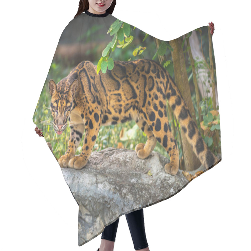 Personality  Clouded Leopard Neofelis Nebulosa Hair Cutting Cape