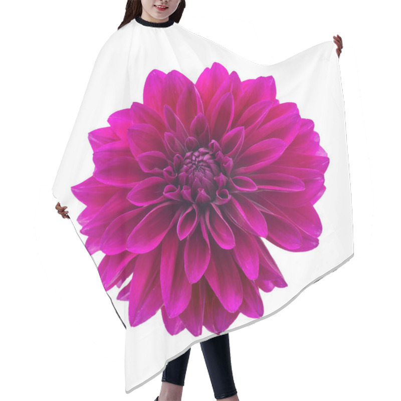 Personality  Purple Autumn Dahlias On White Background. Copy Space. Isolated On White Hair Cutting Cape