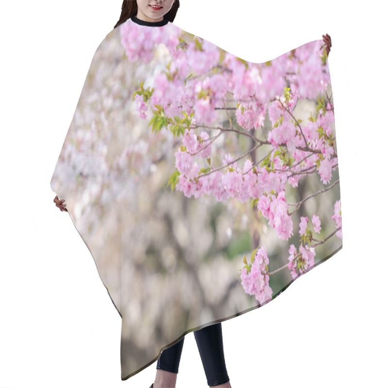 Personality  Sakura Or Japan Cherry Blossom Branches, Which Will Fully Bloomi Hair Cutting Cape