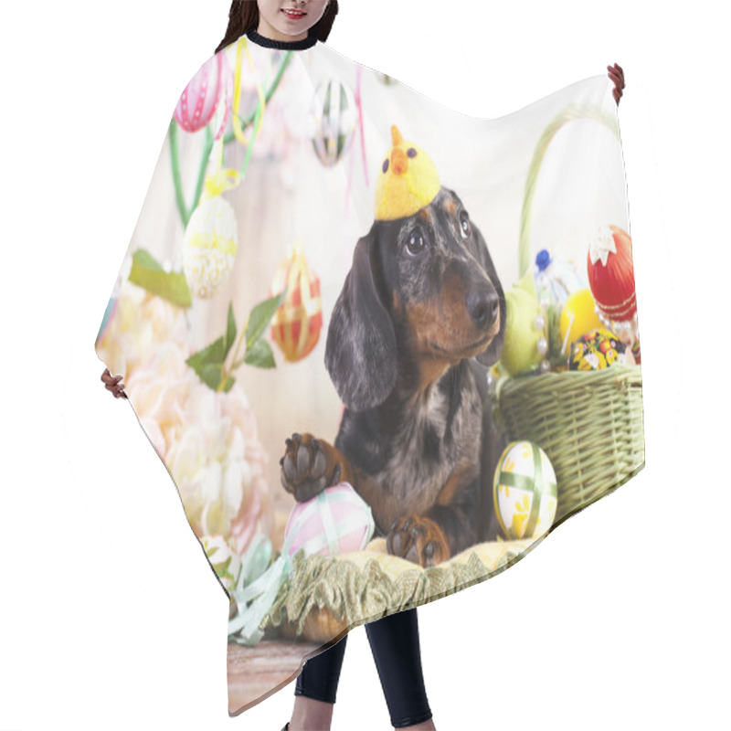 Personality  Dachshund Dog In Hat Hair Cutting Cape