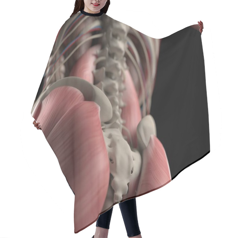 Personality  Human Spine And Pelvis Anatomy Model Hair Cutting Cape