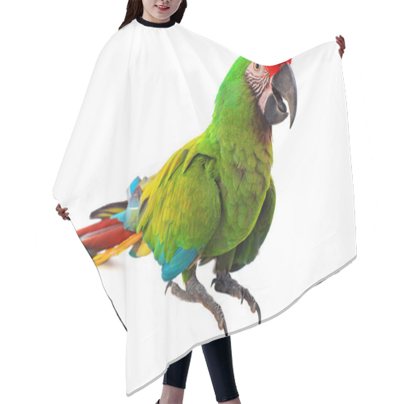 Personality  Macaw Parrot Bird Isolated On White Background Hair Cutting Cape