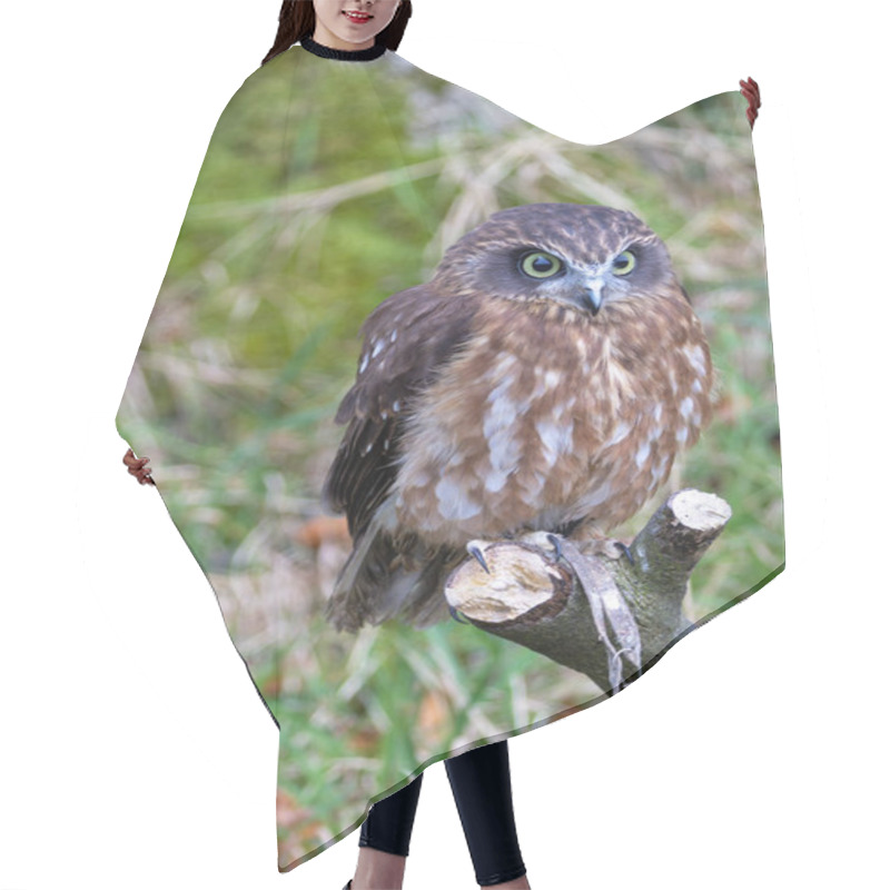 Personality  The Morepork Owl Eats Insects, Small Mammals, And Birds. Photo Taken In New Zealand Forest Habitat.  Hair Cutting Cape