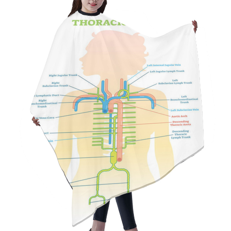 Personality  Thoracic Duct Anatomical Vector Illustration Diagram, Medical Scheme.  Hair Cutting Cape