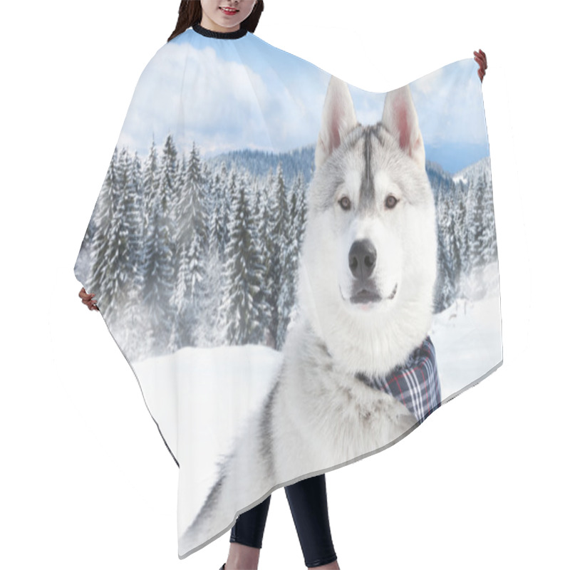 Personality  Portrait Of Siberian Husky Hair Cutting Cape