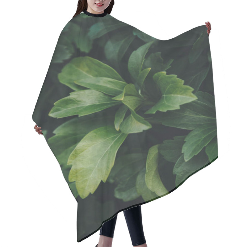 Personality  Leaves Hair Cutting Cape