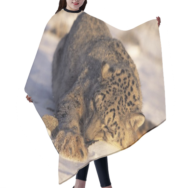 Personality  Snow Leopard Sleeping In Snow Hair Cutting Cape