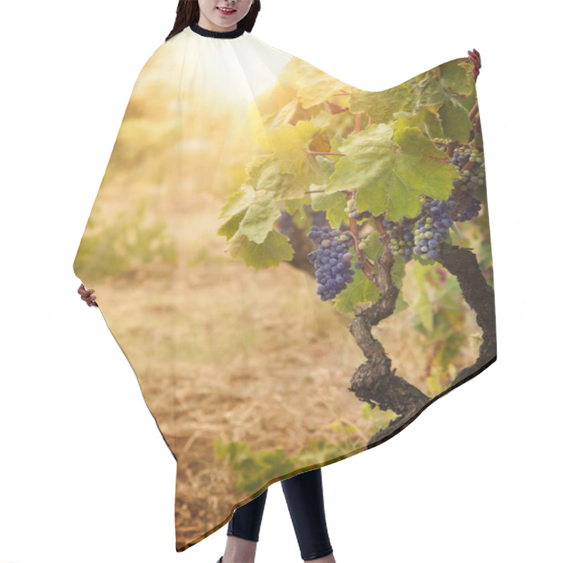 Personality  Vineyard In Autumn Harvest Hair Cutting Cape