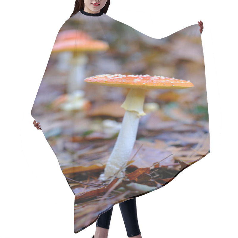 Personality  Close-up Of Two Amanita Muscaria Or Fly Agaric Mushrooms With Orange Caps And White Spots, Growing Among Fallen Leaves In An Oak Forest In Ucieda, Cabuerniga Valley, Cantabria, Spain. Hair Cutting Cape