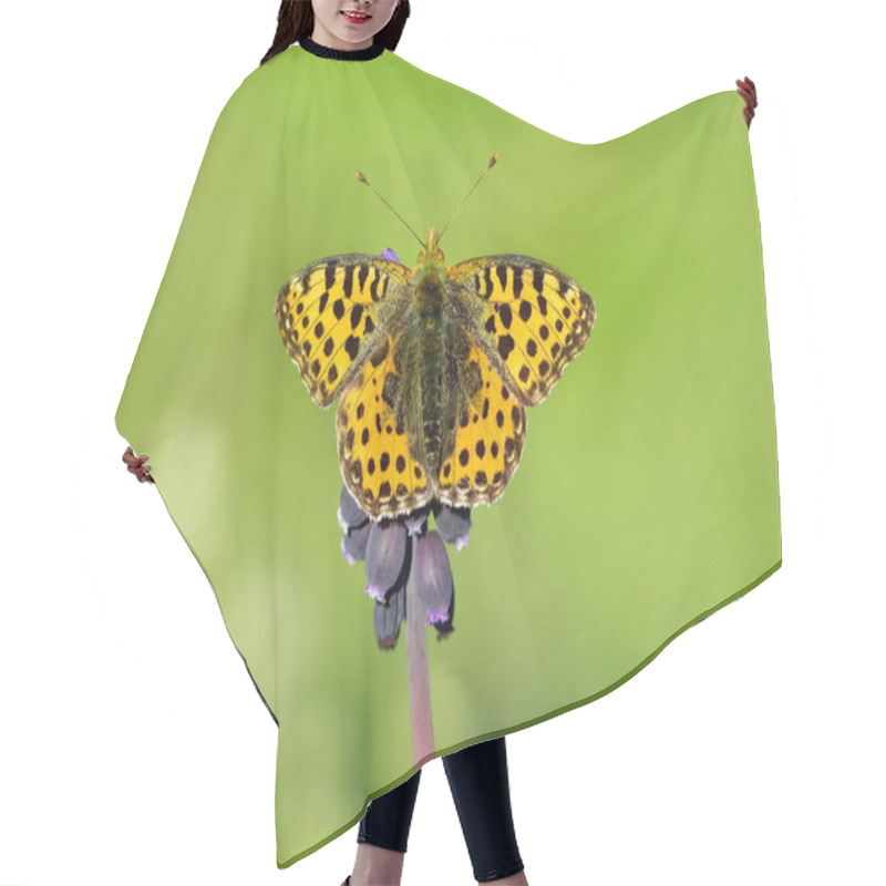 Personality  Photos Of Butterflies Feeding On Flowers Hair Cutting Cape