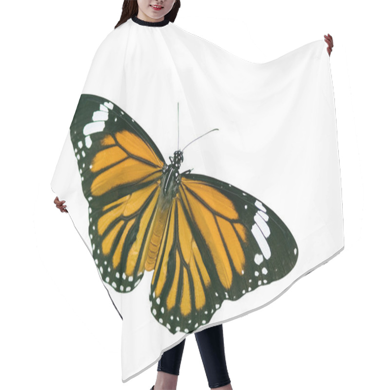 Personality  Isolated Butterfly With Clipping Path Hair Cutting Cape