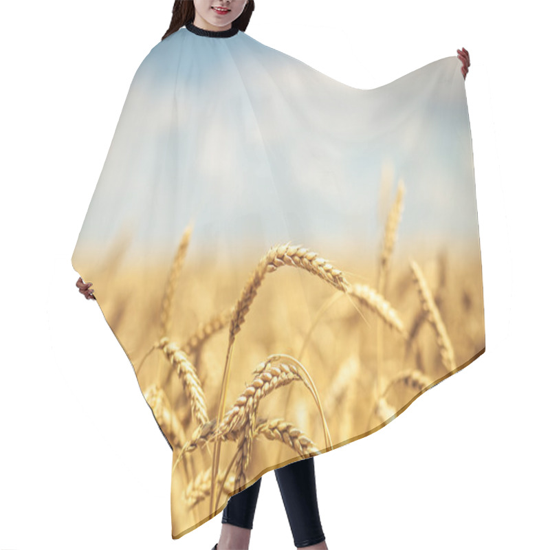 Personality  Golden Wheat Field With Blue Sky In Background Hair Cutting Cape