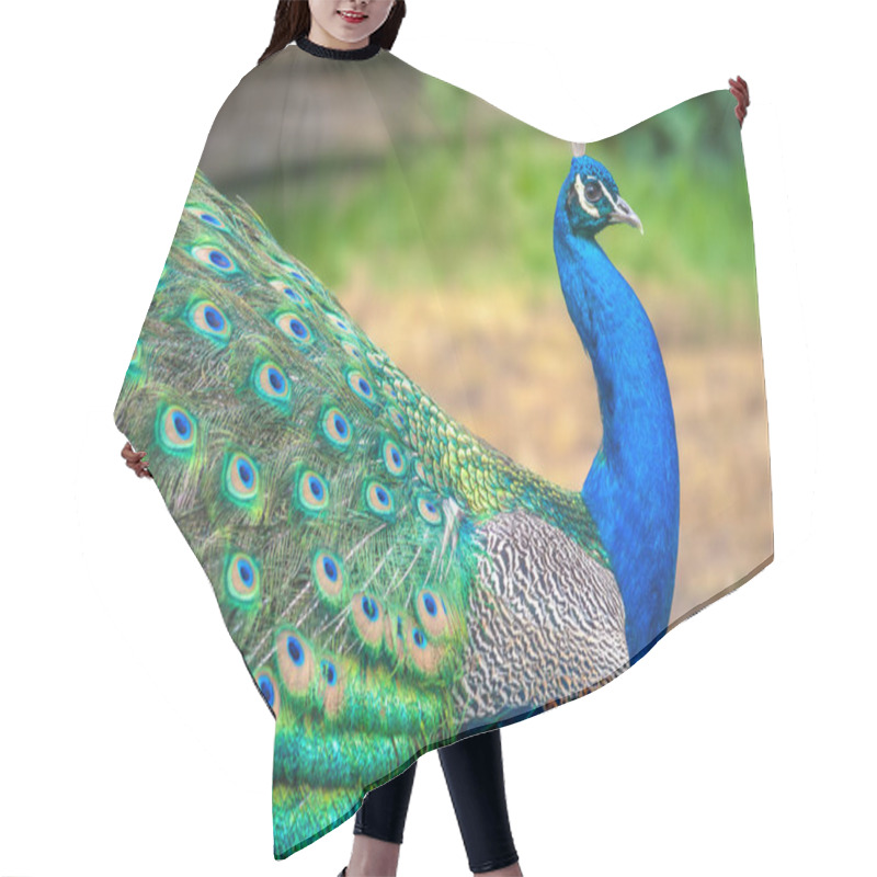 Personality  Peacock With Spread Wings Hair Cutting Cape