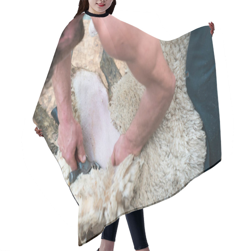 Personality  Close Up View Of A Shepherd Shearing His Sheep Hair Cutting Cape