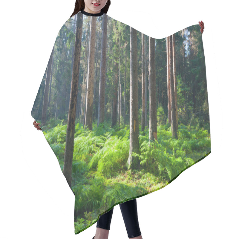 Personality  Autumnal Morning In Coniferous Stand Hair Cutting Cape