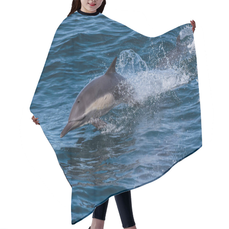 Personality  California Dolphin Making Huge Splashes Of Water While Swimming Along The Surface Of The Pacific Ocean In Winter.. Hair Cutting Cape