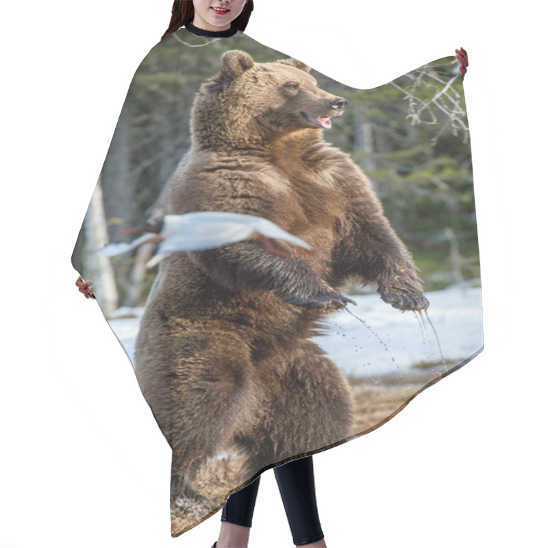 Personality  Brown Bear Standing On Hind Legs Hair Cutting Cape