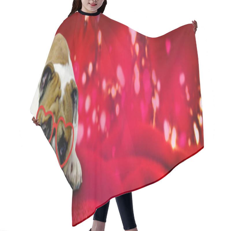 Personality  Valentines Background With Funny English Bulldog Hair Cutting Cape