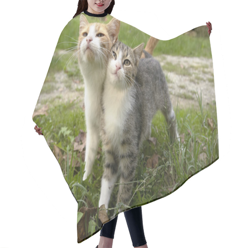 Personality  Kitten Friends Hair Cutting Cape