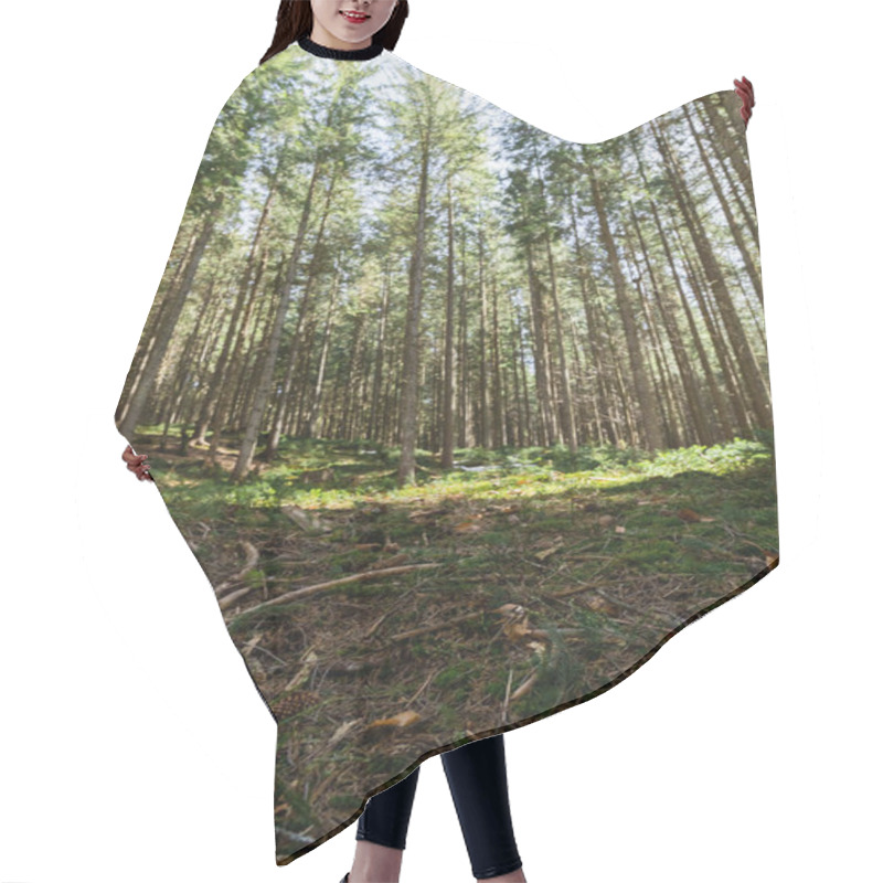 Personality  Moss And Wooden Branches On Ground In Blurred Coniferous Forest  Hair Cutting Cape