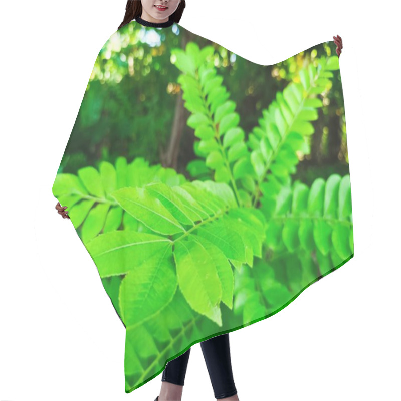 Personality  Close-Up Of Green Jocote Leaves With Blurred Background In Natural Light Hair Cutting Cape