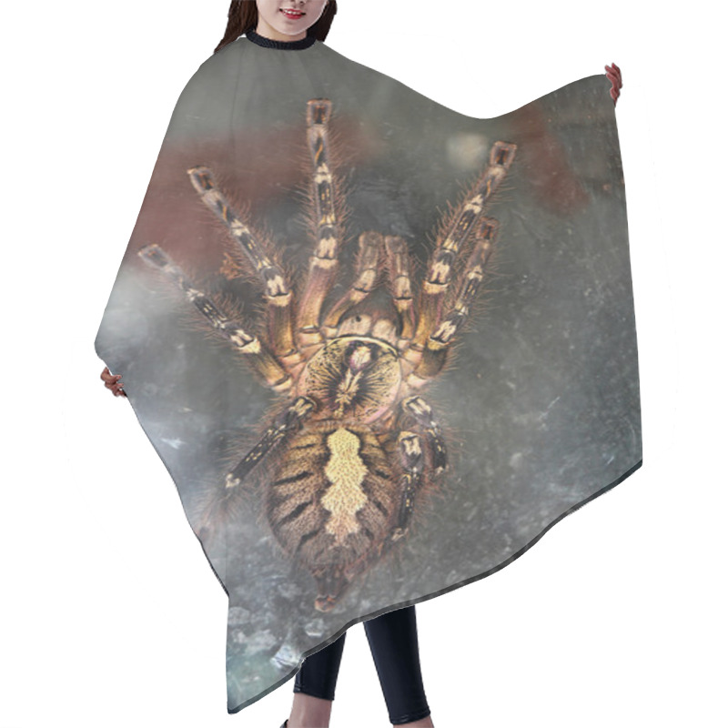 Personality  Spider Tarantula Hair Cutting Cape