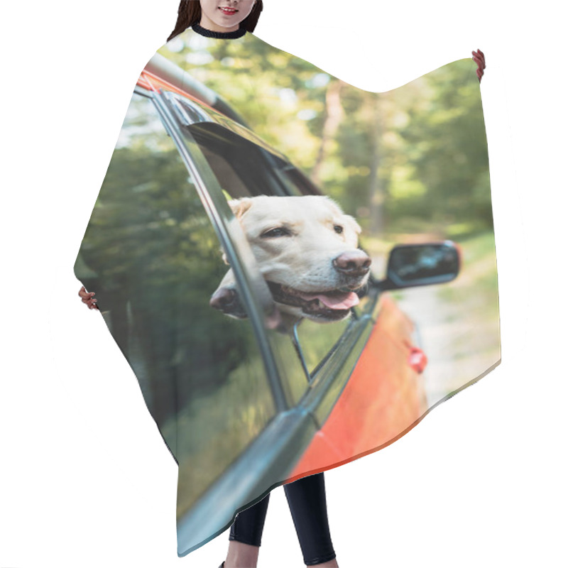 Personality  Cute Labrador Dog Looking Out From Window In Red Car In Forest Hair Cutting Cape