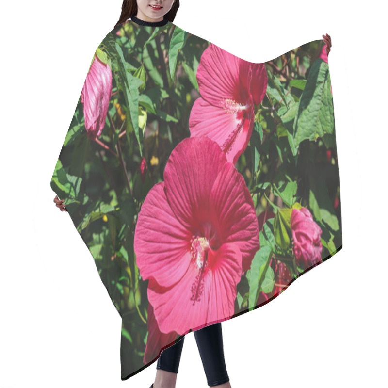 Personality  Red Hibiscus Moscheutos Flowers Blooming In Summer In The Garden. Hair Cutting Cape