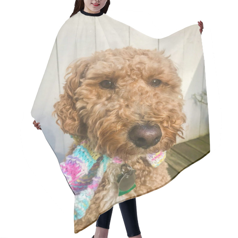 Personality  Australian Labradoodle Is A Mix Between The Labrador Retriever, Poodle And Cocker Spaniel. Hair Cutting Cape