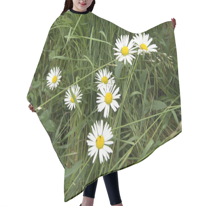 Personality  Blooming Daisies, White With Yellow Flower On Grass Background Hair Cutting Cape